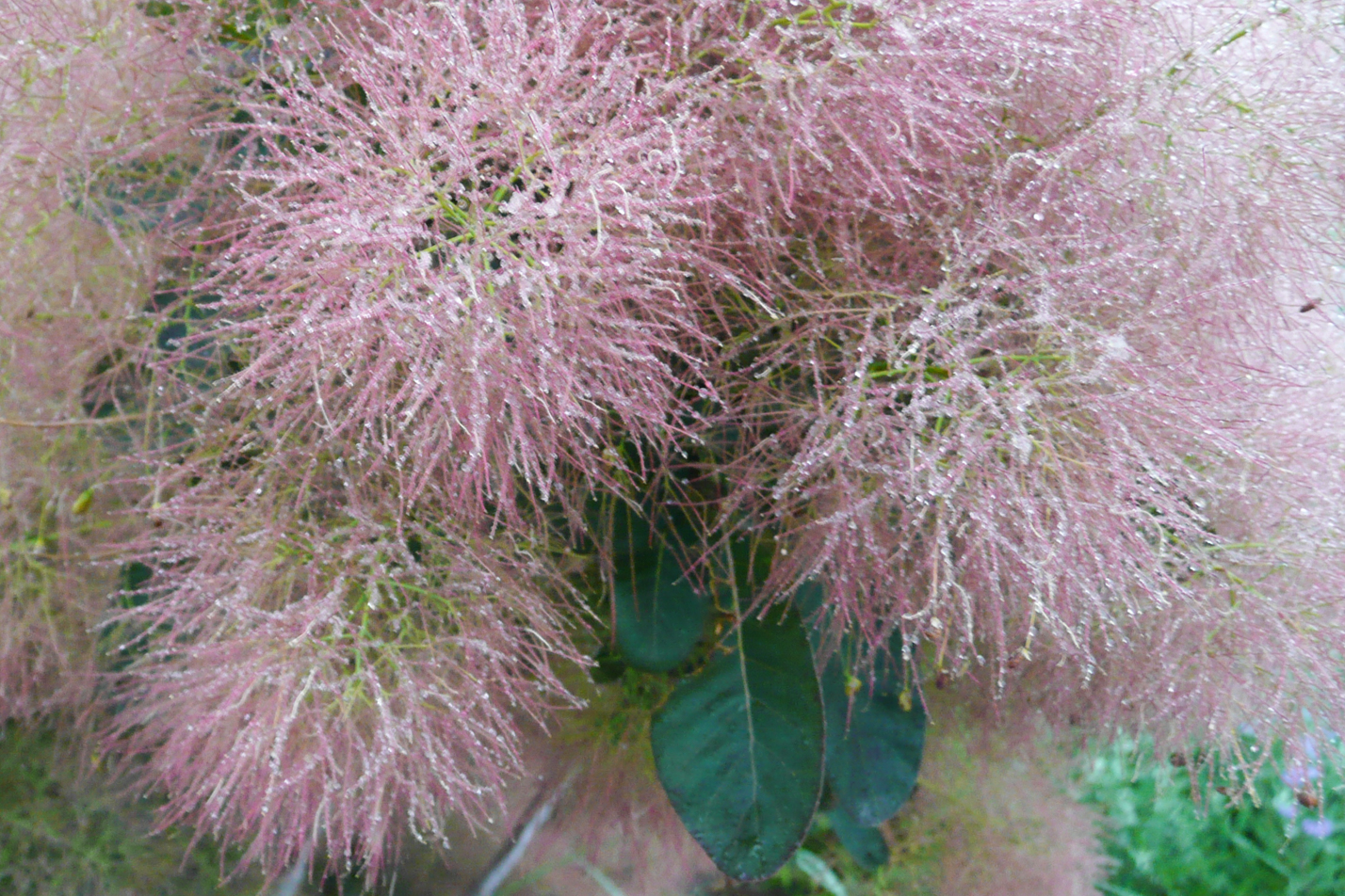 Purple Smoketree